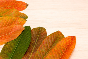 group of leaf on wooden desk ,yellow leaf
