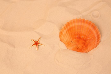 Conchiglia con stella