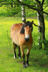 Koń na tle zielonej trawy 