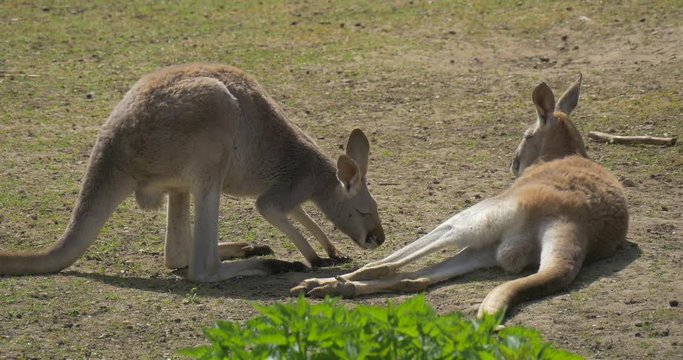 Kangaroo Scratches Itself and Lies Down on Ground in the Zoo in Summer Sunny Day Other Animal is Resting at the Sun Biology Zoology Wildlife and Nature