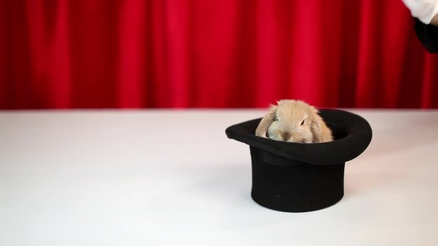 Rabbit appearing in hat for magic trick