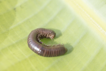 Insect Called Millipede with many double jointed legs