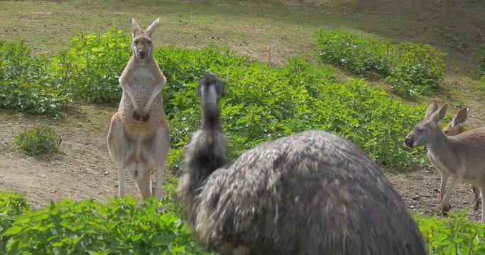 Kangaroos Are Looking at the Emu Curiously Feeding in the Zoo Summer Sunny Day Observing of Behavior of Funny Animals Zoology Environmental Protection