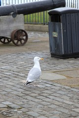 sea gull st andrews harbour