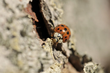 Coccinella