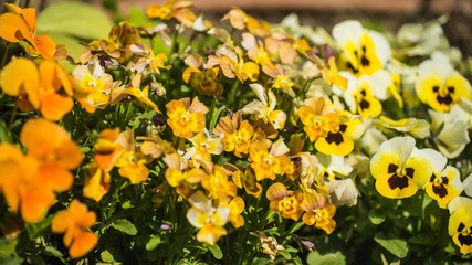 Yellow pansy flowers growing in spring garden.