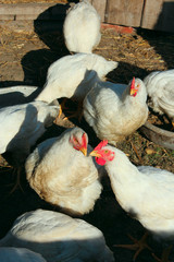 Hens in the poultry-yard