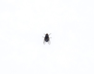 Large black fly on the snow. Taking off the snow fly