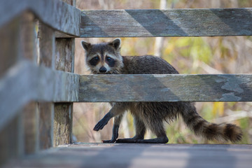 Raccoon