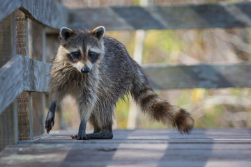 Raccoon