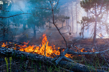 Forest fire. fallen tree is burned to the ground a lot of smoke when vildfire.