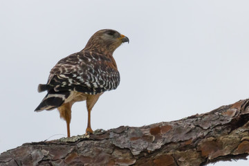 Hawk