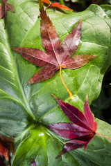 Details of nature in Autumn