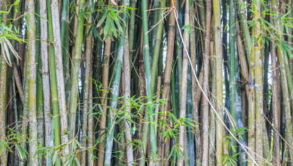 Fundo de bambus.