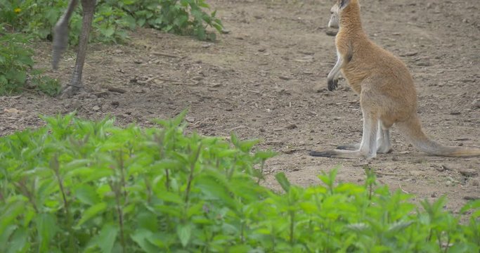 Baby Kangaroo is Looking at the Pigeons Zoo Summer Day Observing of Behavior of the Funny Animals Zoology Environmental Protection Wildlife and Nature