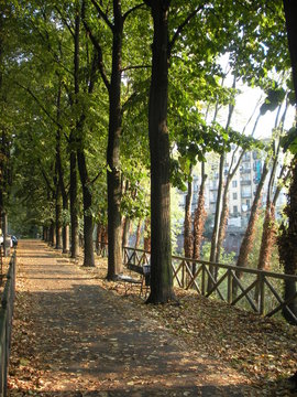 Viale Alberato