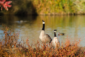 Pair of Canada Geese Resting Beside the Autumn Lake