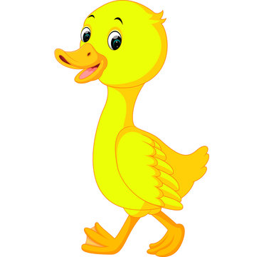 duck cartoon

