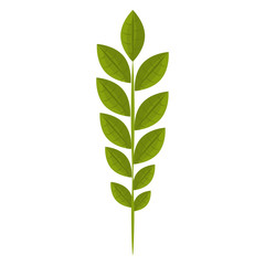 leaf plant isolated icon vector illustration design