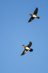 Pair of Wood Ducks Flying in a Blue Sky