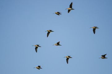 Flock of Wilson's Snipe Flying in a Blue Sky