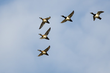Fototapeta na wymiar Flock of Ring-Necked Ducks Flying in a Blue Sky