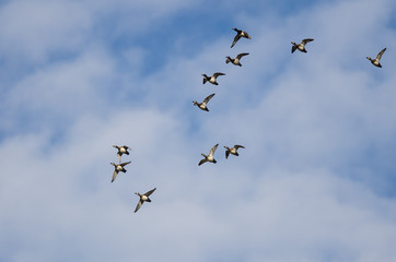 Fototapeta premium Large Flock of Ring-Necked Ducks Flying in a Blue Sky