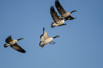 Flock of Canada Geese Flying in a Blue Sky