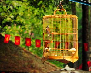 Bird in a cage hanging outside in nature