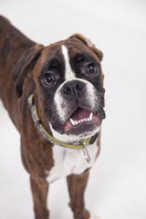 A young and beautiful boxer puppy.