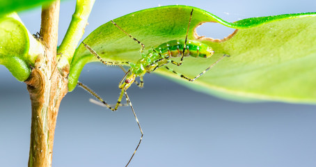 Percevejo verde.