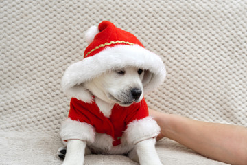 Cute labrador puppy in Santa Claus suit