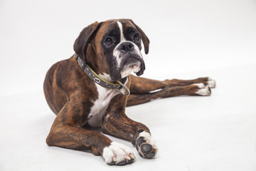 A young and beautiful boxer puppy.