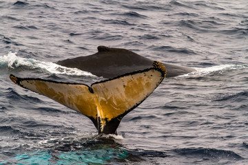 Dorsal fin of humpback whale with another whale in the background