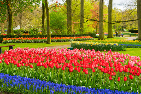 Pink and Red tulips with bluebells in garden Keukenhof, Netherlands