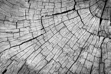 Fototapeta premium old brown wood background texture.