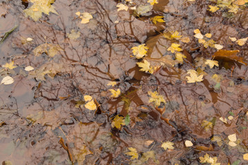 Fallen yellow, red, brown maple leaves in the water & reflection of th