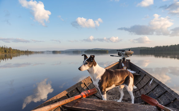 Jack Russell dog on board boat, Lapland, Finland, Scandinavia, Europe 