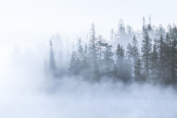 Woodland in fog, Lapland, Finland, Scandinavia, Europe 