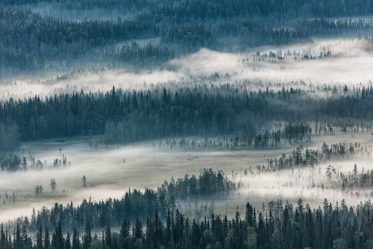 Woodland and fog, Lapland, Finland, Scandinavia, Europe 