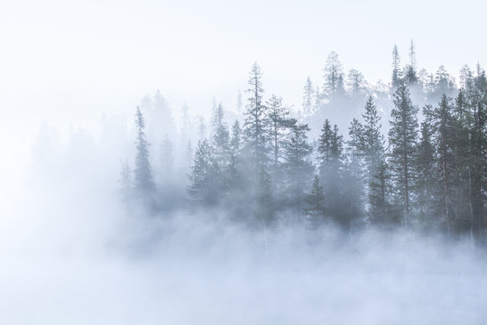 Woodland in fog, Lapland, Finland, Scandinavia, Europe 
