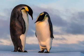Tuinposter Emperor penguin curiously looking at his friend's belly © Mario Hoppmann