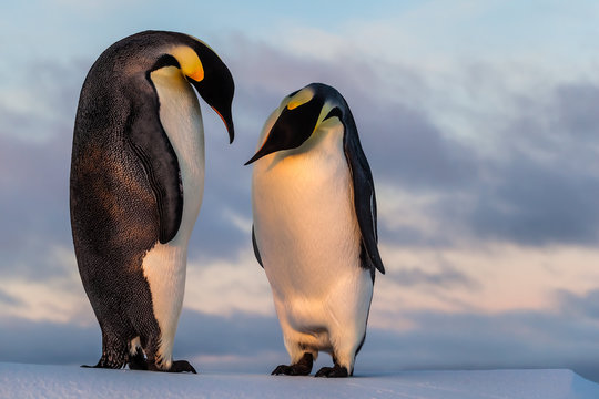 Emperor penguin curiously looking at his friend's belly