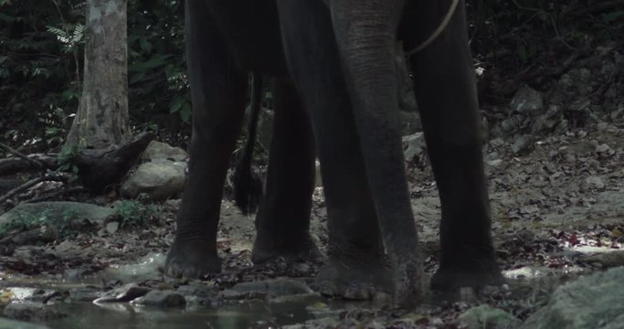 Elephant standing in the shallow rapids of a river. Elephant pours water
