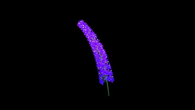 Large Delphinium Flower + Luma Channel