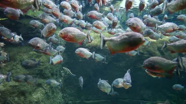 piranhas fish underwater 