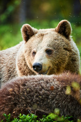 Obraz premium Brown bear portrait