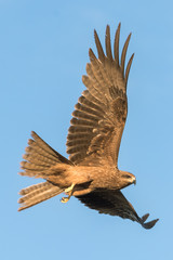 Eagle in flight