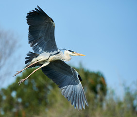 Grey heron in flight