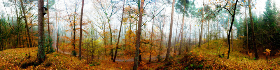 Wald Panorama im Herbst bei Nebel